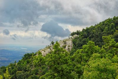 Scenic view of forest against sky