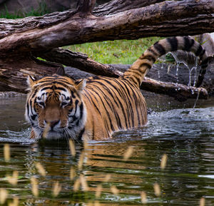 Zebras drinking water in a lake