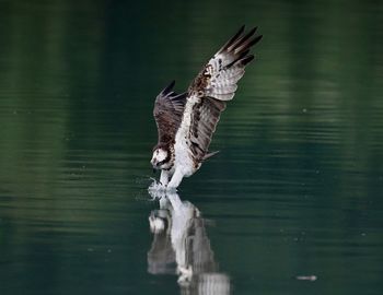 Bird flying over lake