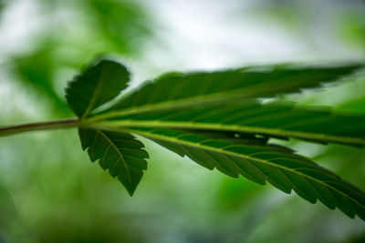 Close-up of leaves on tree