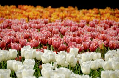 Tulips in full bloom at public garden on display at spring festival