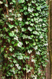 Close-up of ivy growing on tree