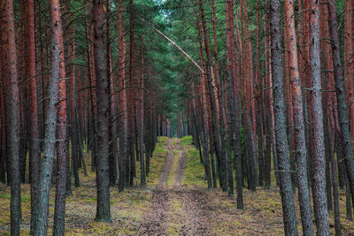 View of trees in forest