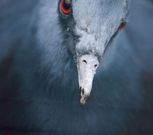 Close-up of bird with red eyes