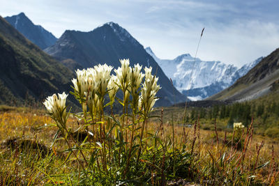 Scenic view of grassy field by mountains against sky