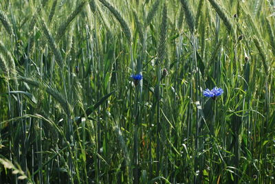 Close-up of purple flowering plants on field