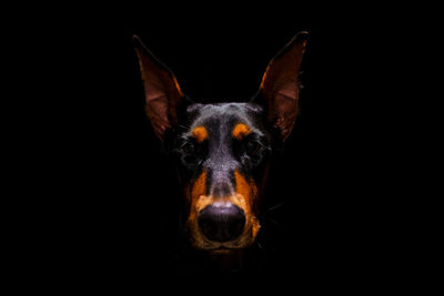 Close-up of dog against black background