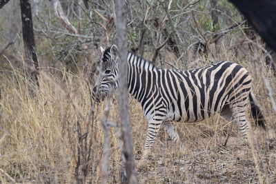 Zebras standing in a field