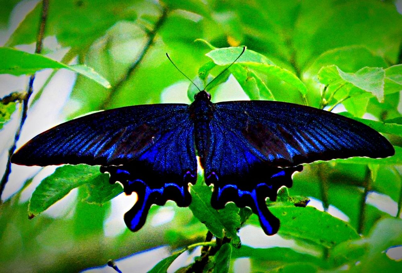 animal themes, animals in the wild, one animal, insect, wildlife, leaf, close-up, focus on foreground, green color, animal wing, butterfly - insect, plant, butterfly, nature, full length, perching, spread wings, animal markings, animal antenna, beauty in nature