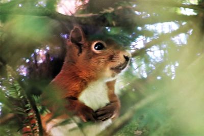 Close-up of squirrel on tree