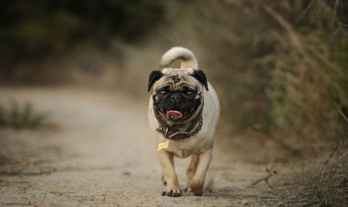 Portrait of dog walking on dirt road