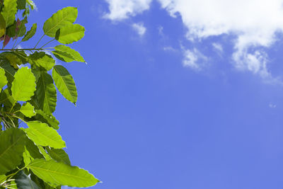 Low angle view of leaves against blue sky