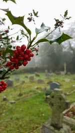 Close-up of berries growing on tree