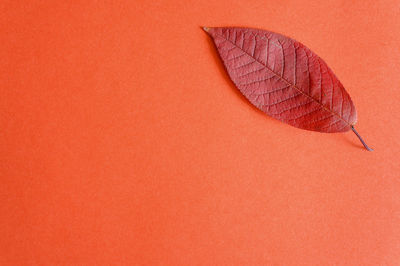 High angle view of leaf on paper
