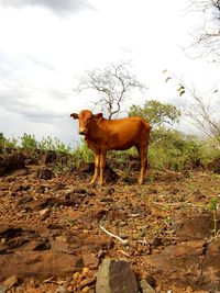 Horse standing on field against sky