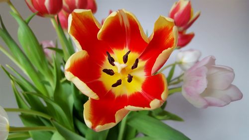 Close-up of orange flowers