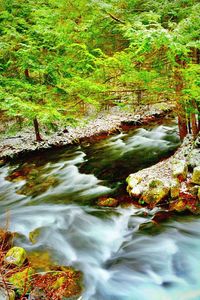 Stream flowing through a forest