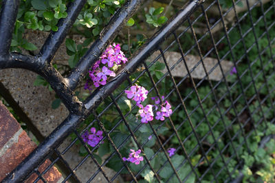 Close-up of pink flowering plants by fence