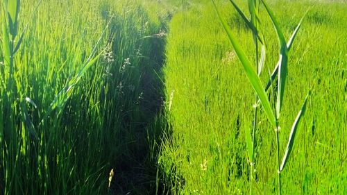 Scenic view of corn field