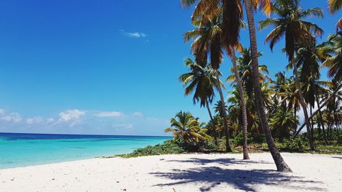 Palm trees on beach against blue sky