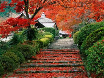 Footpath amidst trees