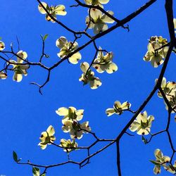 Low angle view of flowers against clear blue sky