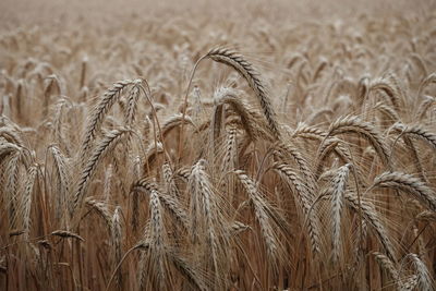 Close-up of stalks in field