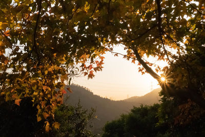 Trees against sky during sunset