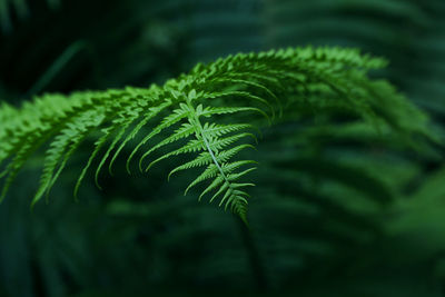 Close up background of fresh spring green fern leaves, low angle view