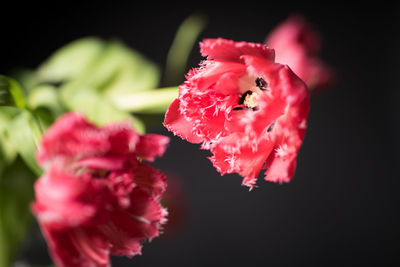 Close-up of pink flower blooming outdoors