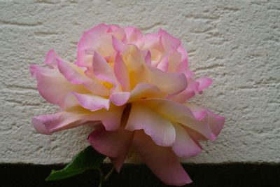 Close-up of pink rose