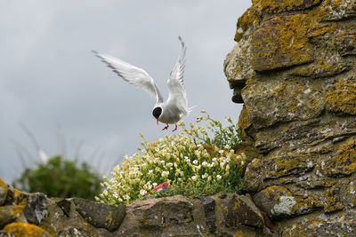 Bird flying over rock