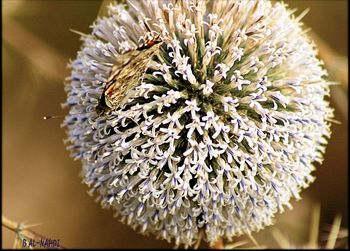 Close-up of flowers