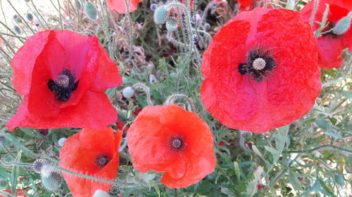 Close-up of poppy flowers