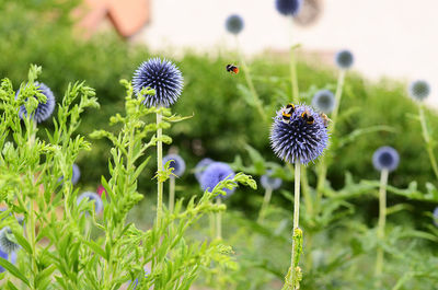 Close-up of flowers blooming outdoors