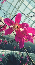 Close-up of pink flowers