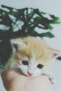 Close-up portrait of kitten