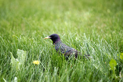 Side view of a bird on grass