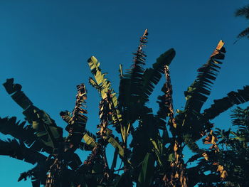 Low angle view of plants against clear blue sky