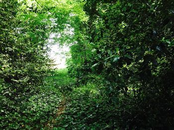 View of lush trees in forest