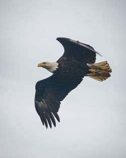 Low angle view of eagle flying against clear sky