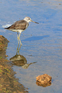 Close-up of bird in lake