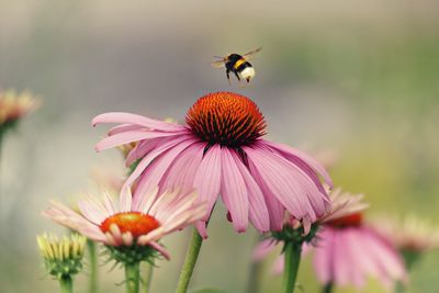 Bee hovering over eastern purple coneflower