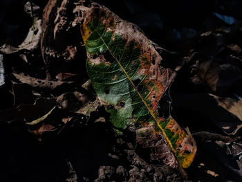 Close-up of dry leaves on land