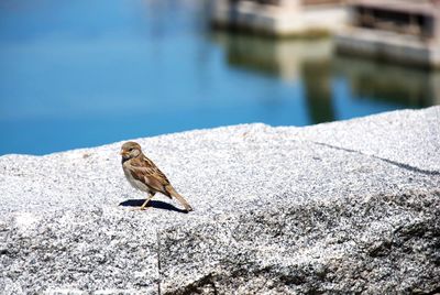 Sparrow perching on retaining wall