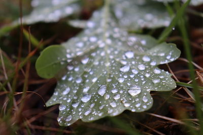 Close-up of wet leaves