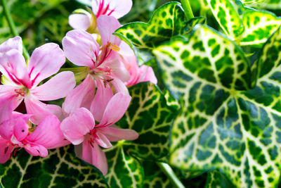 Close-up of pink flowers blooming outdoors