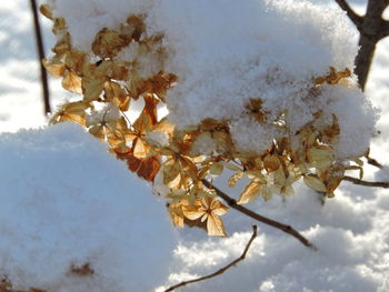 Close-up of snow covered tree against sky