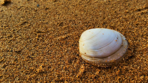 High angle view of shell on sand