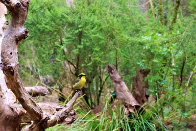 Birds perching on tree